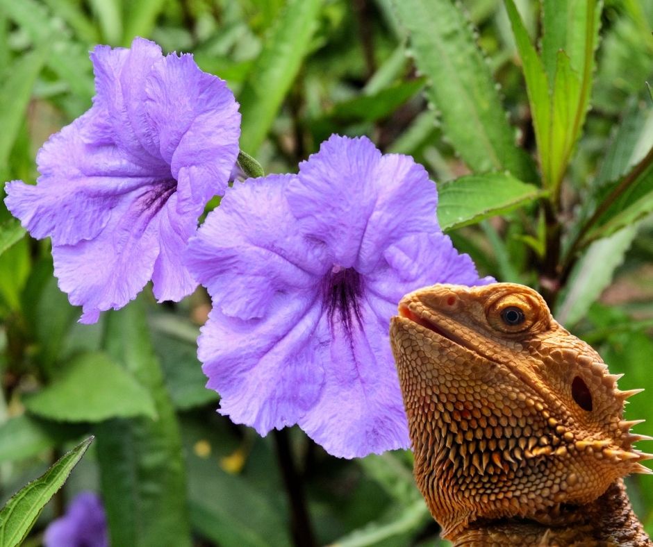 Can Bearded Dragons Eat Petunias?